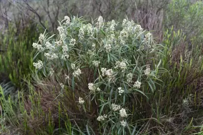 Buddleja angusticarpa (E.M.Norman & L.B.Sm.) G.P.Coelho & Miotto