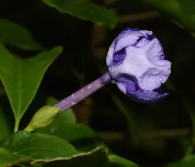 Brunfelsia australis Benth.