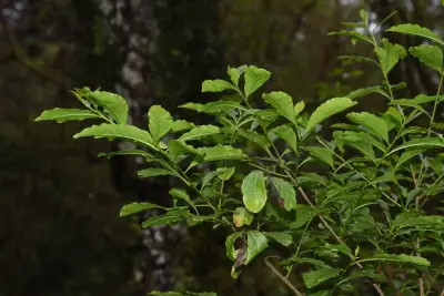 Brunfelsia australis Benth.