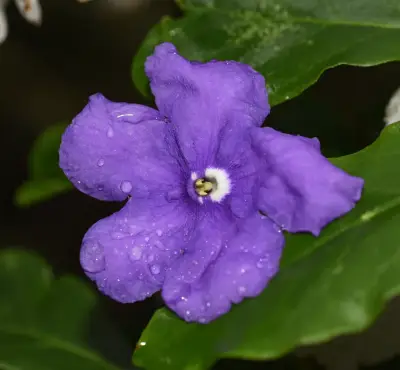 Brunfelsia australis Benth.