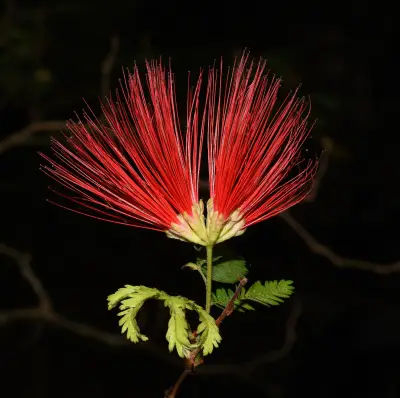 Calliandra tweediei Benth.