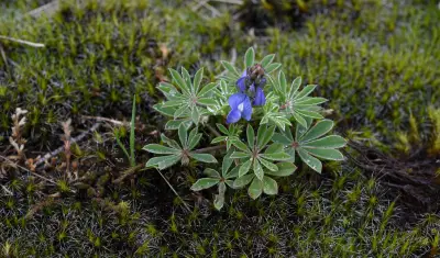 Lupinus heptaphyllus (Vell.) Hassl.