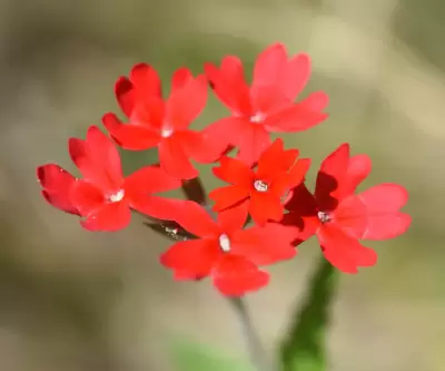Glandularia peruviana (L.) Small