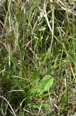 Samolus subnudicaulis A.St.-Hil. & Girard
