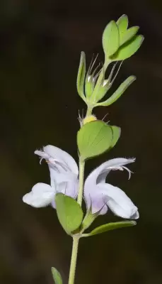 Glechon marifolia Benth.