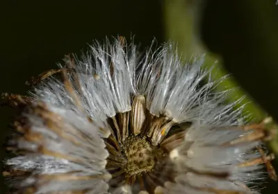 Senecio icoglossoides Arechav.