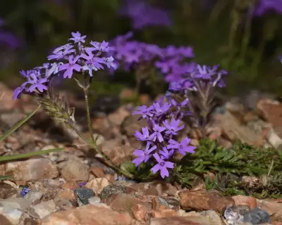 Glandularia selloi (Spreng.) Tronc.