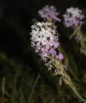 Glandularia platensis (Spreng.) Schnack & Covas