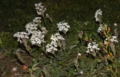 Glandularia platensis (Spreng.) Schnack & Covas