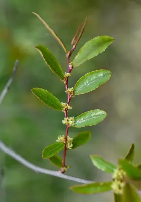 Phyllanthus sellowianus Müll.Arg.