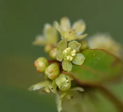 Phyllanthus sellowianus Müll.Arg.