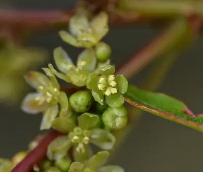 Phyllanthus sellowianus Müll.Arg.
