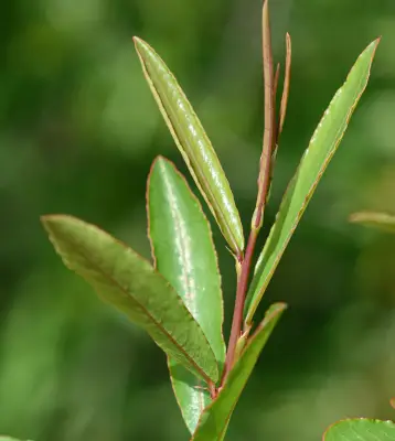 Phyllanthus sellowianus Müll.Arg.