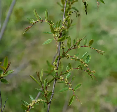 Phyllanthus sellowianus Müll.Arg.