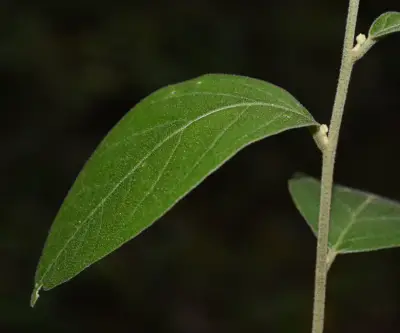Cestrum strigilatum Ruiz & Pav.