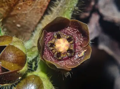 Cristobalia hispida (Hook. & Arn.) H.A.Keller & Liede