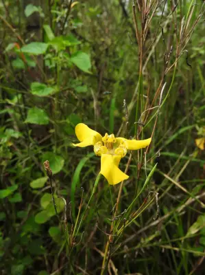 Cypella herbertii subsp. brevicristata Ravenna