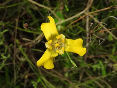 Cypella herbertii subsp. brevicristata Ravenna