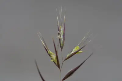 Danthonia cirrata Hack. & Arechav.