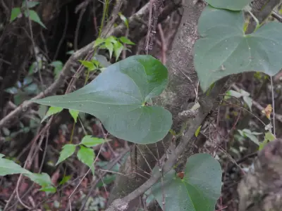 Dioscorea coronata Hauman