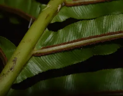 Neoblechnum brasiliense (Desv.) Gasper & V.A.O.Dittrich