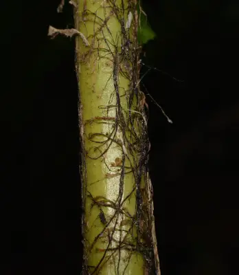 Neoblechnum brasiliense (Desv.) Gasper & V.A.O.Dittrich