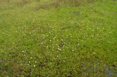 Nierembergia rivularis Miers