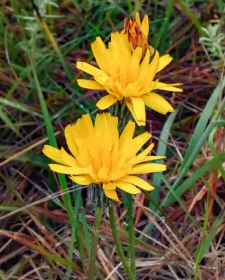 Hypochaeris rosengurttii Cabrera
