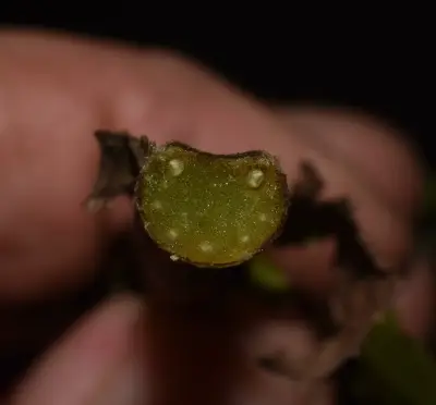 Neoblechnum brasiliense (Desv.) Gasper & V.A.O.Dittrich
