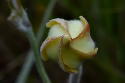Mandevilla longiflora (Desf.) Pichon