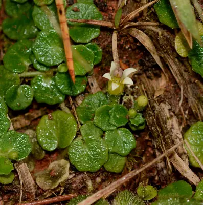 Lobelia reniformis Cham.