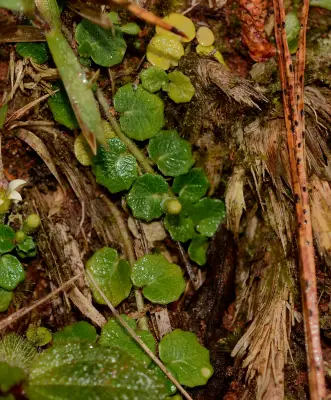 Lobelia reniformis Cham.
