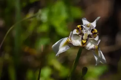 Cypella luteogibbosa Deble