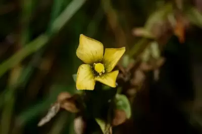 Schultesia australis Griseb.
