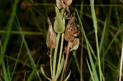 Schultesia australis Griseb.
