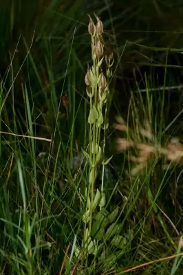 Schultesia australis Griseb.