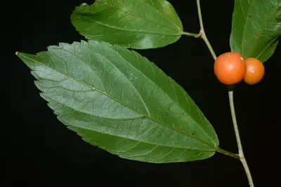 Celtis tarijensis (Wedd.) Zamengo, Chamorro & Oakley