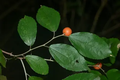 Celtis tarijensis (Wedd.) Zamengo, Chamorro & Oakley