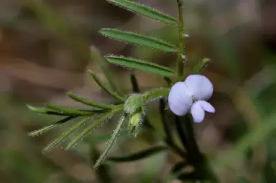 Vicia linearifolia Hook. & Arn.