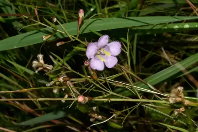 Agalinis linarioides (Cham. & Schltdl.) D'Arcy