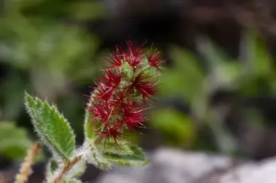 Acalypha senilis Baill.