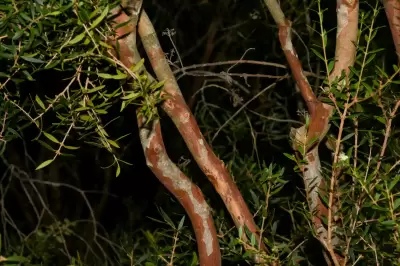 Myrciaria cuspidata O.Berg