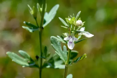 Teucrium cubense Jacq.