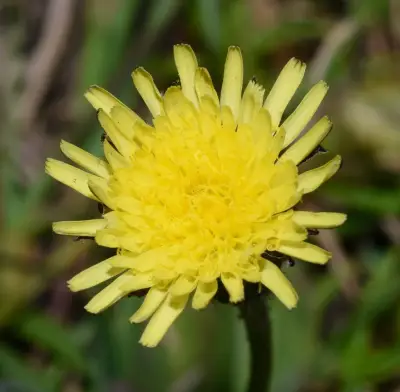 Hypochaeris grisebachii Cabrera