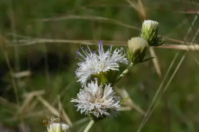 Chrysolaena flexuosa (Sims) H.Rob.