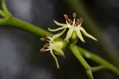 Struthanthus uraguensis G.Don