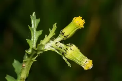 Senecio vulgaris L.