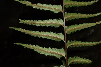 Asplenium serra Langsd. & Fisch.