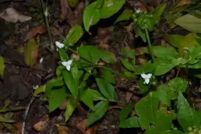 Tradescantia tenella Kunth