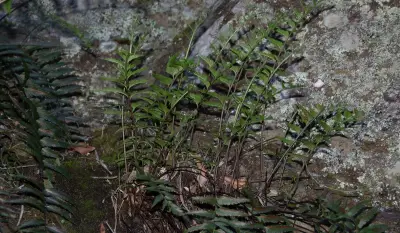 Asplenium serra Langsd. & Fisch.